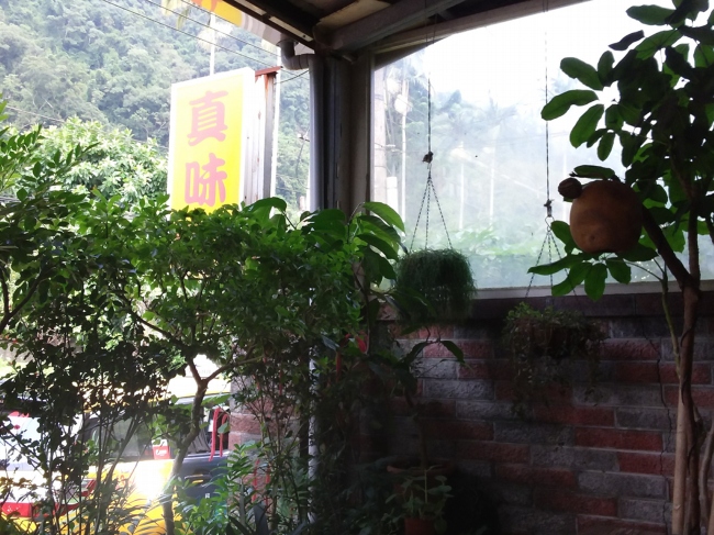 餐館植物 800061828